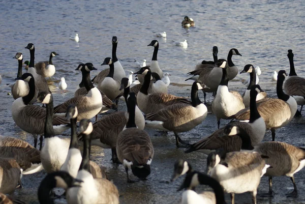 Canada goose — Stock fotografie