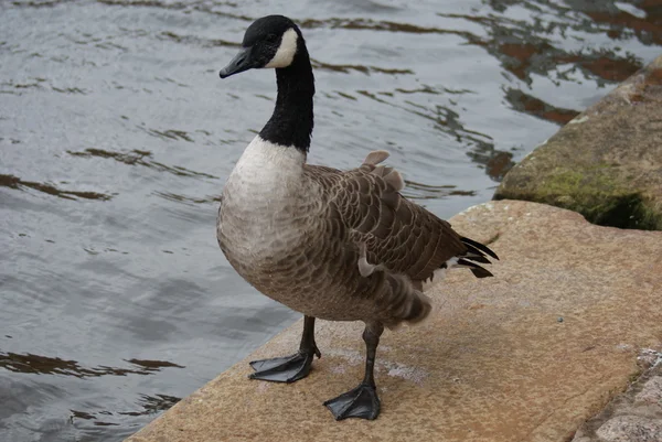 Canada Goose — Stock Photo, Image