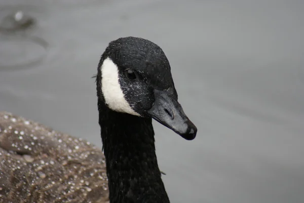 Noordse gans — Stockfoto