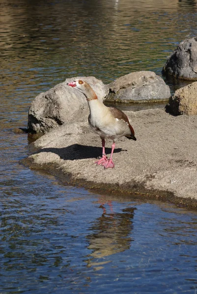 Egyptian Goose - Alopochen aegyptiacus — Stock Photo, Image