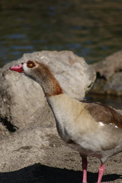 Egyptian Goose - Pampochen aegyptiacus — стоковое фото
