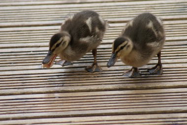 Mallard - Anas platrhynchos clipart