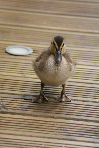 stock image Mallard - Anas platrhynchos