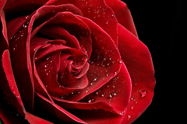 Rose with waterdrops — Stock Photo, Image