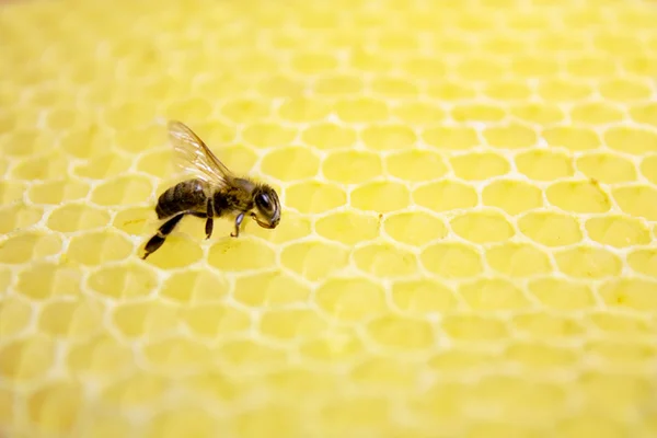 Abeille sur un nid d'abeille — Photo