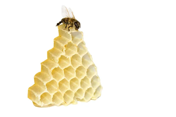 在一座金字塔上的蜜蜂 — 图库照片