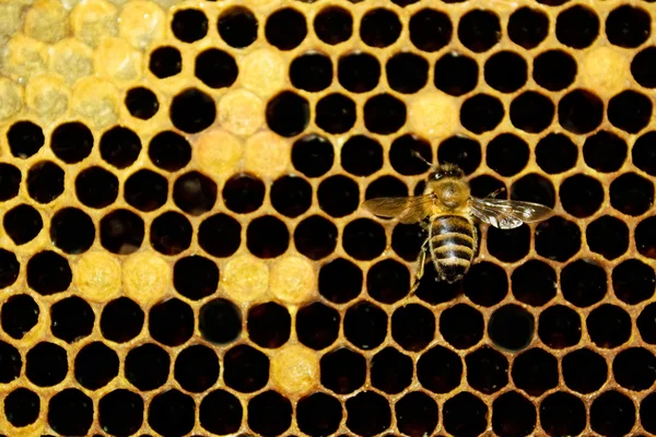Honey combs — Stock Photo, Image