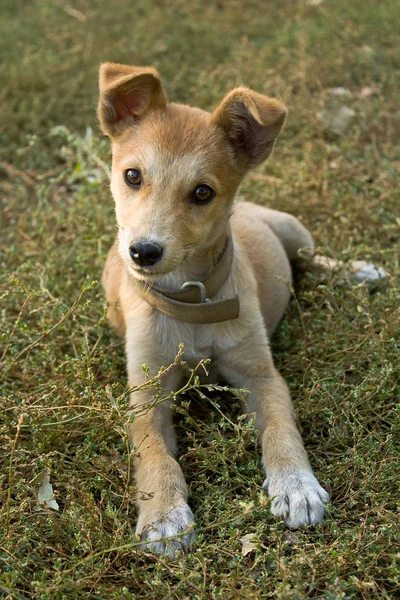 stock image Laying puppy