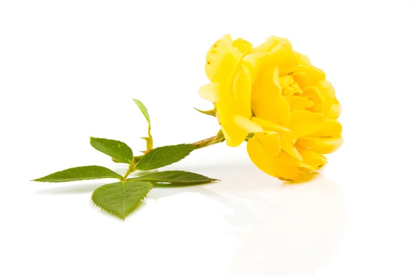 Rosa amarela isolada — Fotografia de Stock