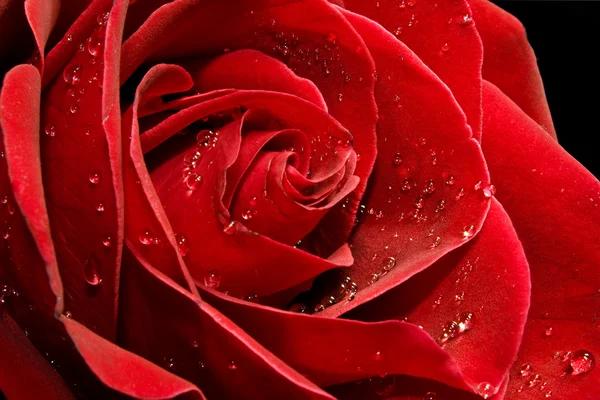Мокрая роза Стоковое Изображение