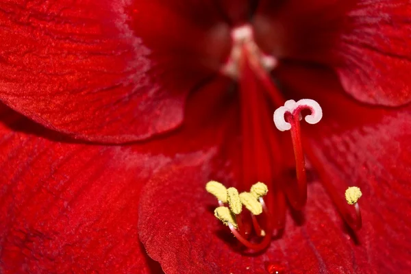 Rote Lilie Stockbild