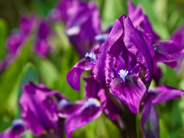 Irisblüten lizenzfreie Stockfotos