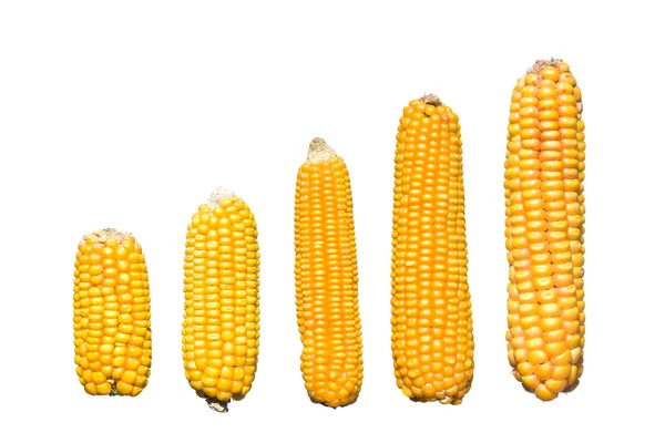 Corn graph Stock Image