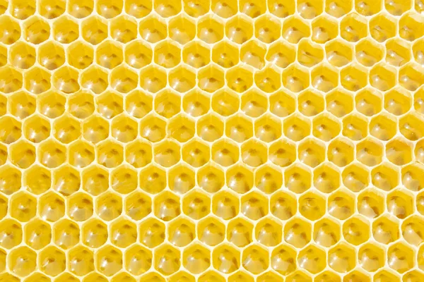 Panales de miel Imagen de archivo