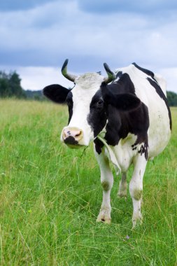 A cow grazes in a field clipart