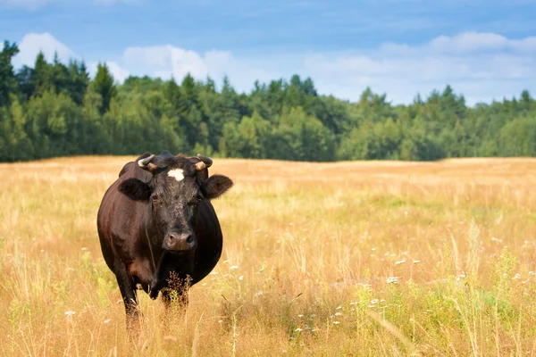 A cow grazes in a field — Stock Photo, Image