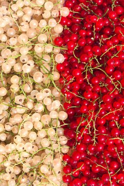 Red-white currants. clipart