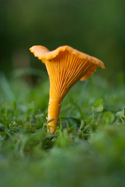 stock image Chanterelle on the grass.