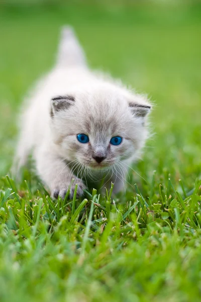Beyaz kedi çimlerin üzerinde. — Stok fotoğraf