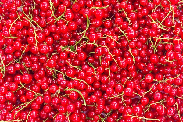 stock image Red currant