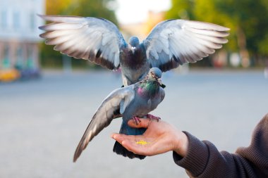 Feeding the pigeons in the hands clipart