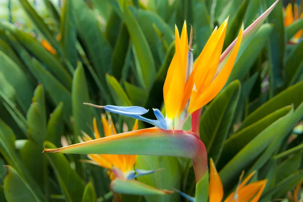 stock image Strelitzia Reginae