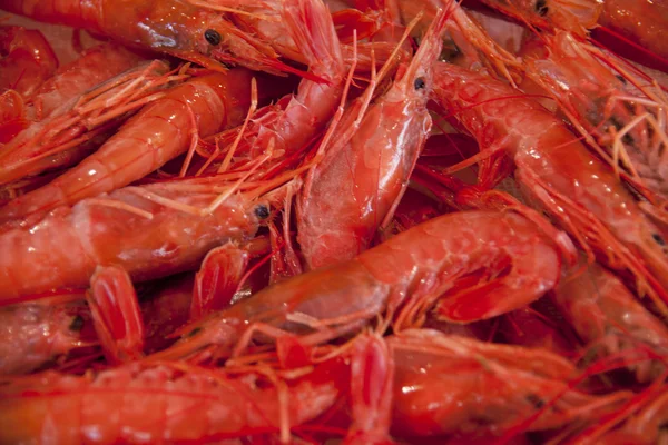 stock image Prawns