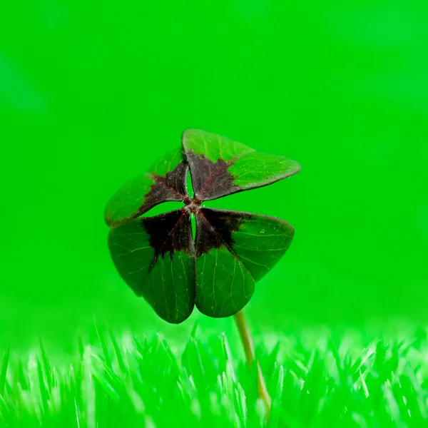 Kleeblatt im Gras — Stockfoto