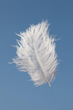 Flying feather clipart
