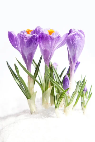 Spitzkopfkrokusse — Stockfoto