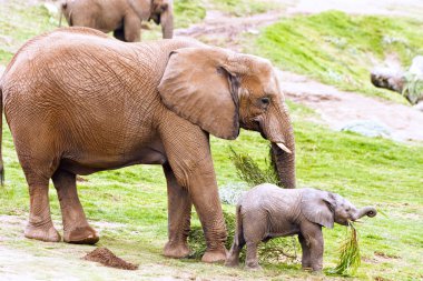 Mother and baby elephant clipart