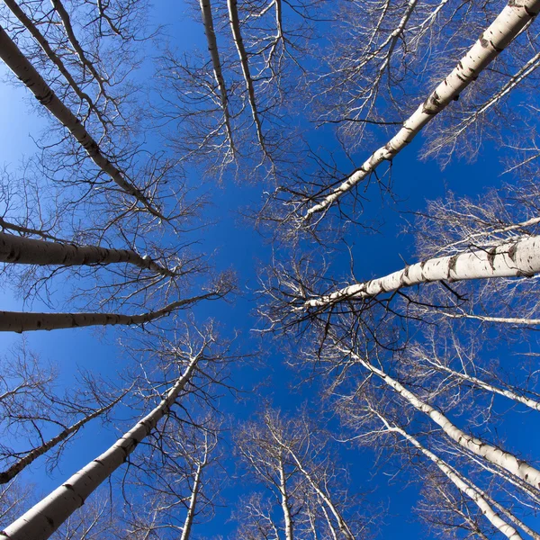Looking Up at Trees — Stock Photo, Image