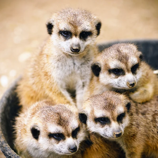 Família de meerkats — Fotografia de Stock