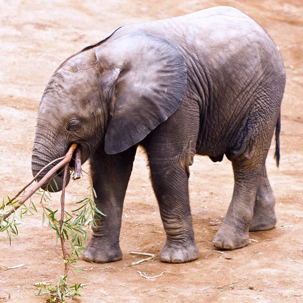 Elefante — Fotografia de Stock