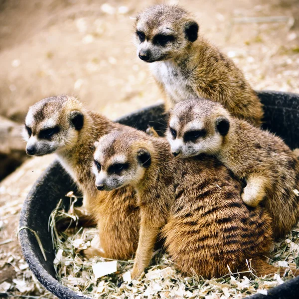 Familia Meerkats — Fotografie, imagine de stoc