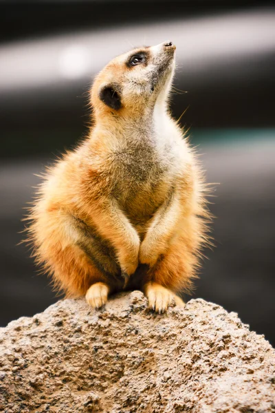 Meerkat olhando em volta — Fotografia de Stock