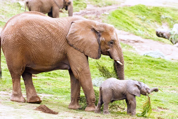 stock image Mother and baby elephant