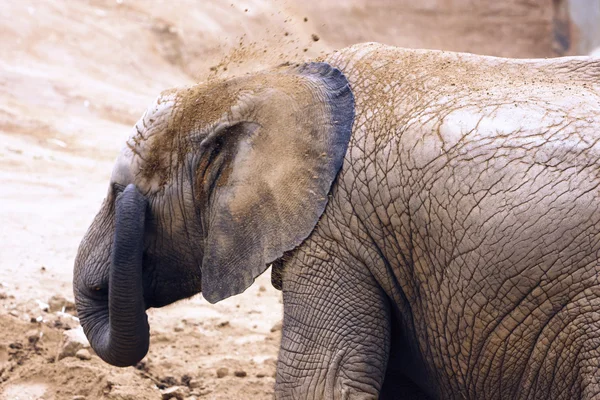 stock image Elephant