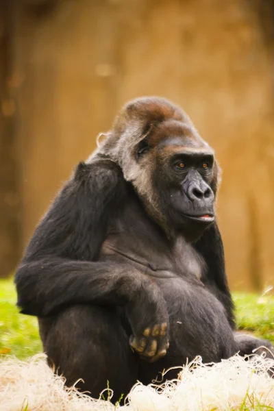 Hayvanat bahçesindeki maymun — Stok fotoğraf