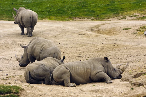 stock image Large Relaxing Rhino