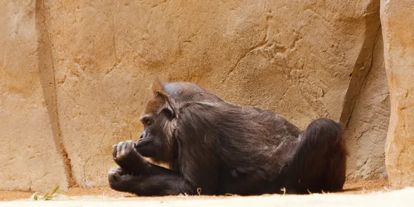 동물원 원숭이 — 스톡 사진