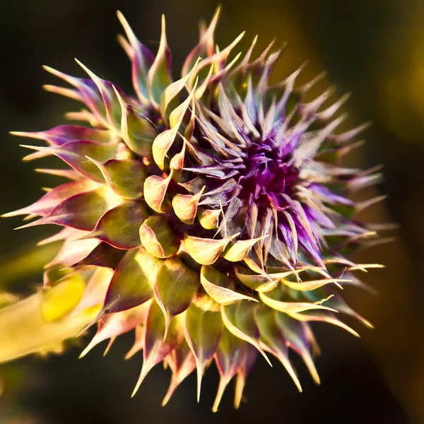 Γαϊδουράγκαθο λουλούδι — Φωτογραφία Αρχείου