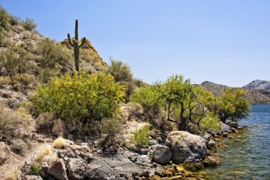 Saguaro Gölü, Arizona