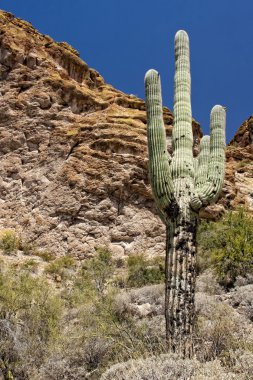 Arizona Çölü