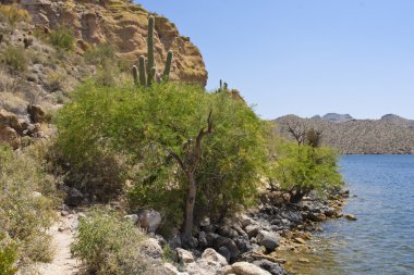 Saguaro Gölü, Arizona