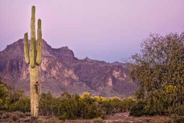 Tall Cactus at Sunset clipart