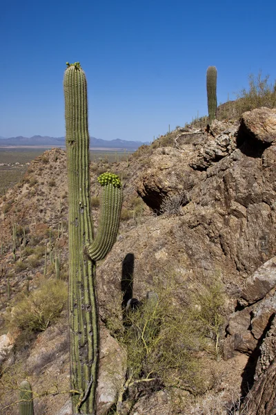 Desierto de Arizona —  Fotos de Stock
