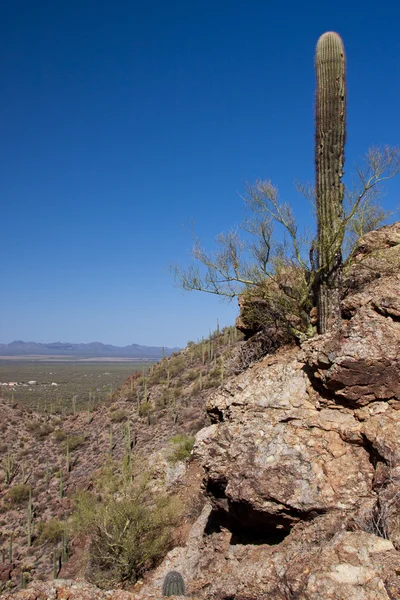 Desierto de Arizona — Foto de Stock