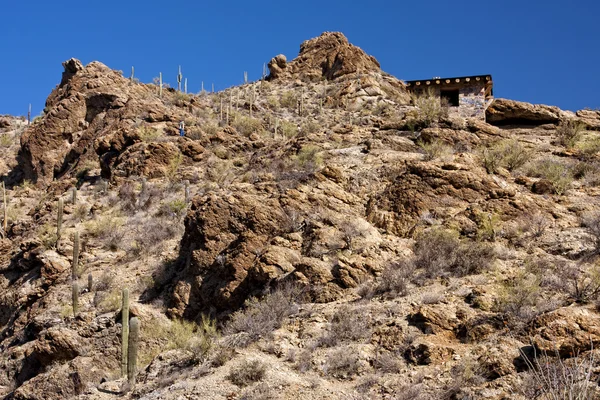Desert of Arizona — Stock Photo, Image