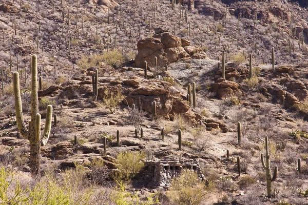 Пустелі Арізона — стокове фото